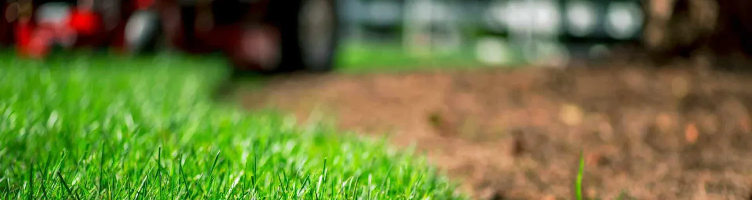 Close-up of green, healthy grass and sod
